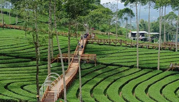 Kebun Teh Panama